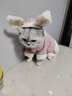 华元宠具（hoopet）猫咪衣服幼猫可爱四脚装冬季冬天保暖布偶猫无毛猫衣服宠物防掉毛 粉色兔耳朵四脚装-带绒款 L-(建议8-12斤) 实拍图