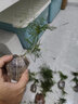 文竹盆栽植物室内办公室绿植花卉盆栽盆景四季常青小盆栽 中文竹【高25厘米】两盆 实拍图