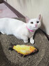 养只宠物（YOUNGER PET）猫咪狗狗脖圈跳蚤圈体外驱用品宠物狗猫咪项圈猫狗跳蚤虱子用品 猫用项圈【长27CM】（3个装） 猫用 实拍图