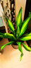 御春阁 金边巴西铁 也门铁香龙血树 ,绿植盆栽,室内花卉 观叶植物不含盆 中盆苗60厘米左右 实拍图
