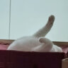 伯纳天纯PureNatural宠物猫粮 幼猫猫粮 3月-12月龄1.5kg 经典系列 实拍图