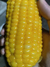 广雅泡椒笋丝山椒竹笋条笋片酸辣独立小包装即食泡菜 25g*10包【250g尝鲜装】 实拍图