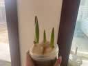 耘淘郁金香种球水培5度球花卉绿植种子土培植物水养盆栽室内室外耐寒1 奶浴 幸福下一代5球+2包肥料 实拍图