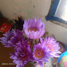 悦多彩鲜花重瓣荷花睡莲马醉木姜荷花吊钟火焰兰袋鼠爪花束家庭水养基地 紫色睡莲9-10支/扎 实拍图