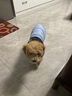 嬉皮狗（hipidog）秋冬季狗狗休闲风时尚拼接两脚棉衣泰迪猫咪加厚可牵引宠物狗衣服 邦迪蓝（可牵引） XL（建议体重11-15斤） 实拍图