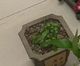 若绿铜钱草盆栽套餐 室内盆栽植物土培水培花卉绿植源头直发包邮 铜钱草（吊环南瓜瓶）套装 实拍图