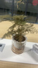 祺典花卉植物室内花办公桌面净化空气水培小绿植好养易活驱蚊盆栽 【节节高升组合】富贵竹+文竹 带盆栽好 实拍图