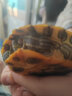 正宗金龟招财金钱大龟观赏黄金龟宠物小乌龟活物大乌龟深水吃菜龟 7—8厘米  （黄金龟） 情侣一对 实拍图