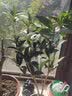 开时果 四季桂花树苗盆栽老桩浓香型花卉 室内植物客厅阳台好养绿植盆景 【家居点缀】精品桂花/40-50cm+砖红加仑盆 基地直发 实拍图