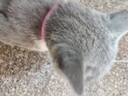 养只宠物（YOUNGER PET）猫咪狗狗脖圈跳蚤圈体外驱用品宠物狗猫咪项圈猫狗跳蚤虱子用品 猫用项圈【长27CM】（2个装） 猫用 实拍图