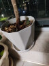 寿禾 花盆加厚绿植发财树种植盆家庭阳台园艺 木里盆中号-浅灰 实拍图