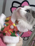 阿莫尔猫咪唐装狗狗衣服东北大花棉袄泰迪比熊博美柯基小狗新年喜庆服装 东北大花（红色） M-具体参考背长和胸围 实拍图