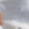 Champion草写logo纯色圆领短袖T恤 白色 GT23H-Y06794-045 实拍图