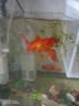 AIPHAROW金鱼活体观赏鱼活体小金鱼冷水鱼金鱼苗活体淡水国粹金鱼宠物鱼 红龙晴4-6CM3条 实拍图
