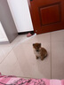 犬瘟检测试纸狗狗犬瘟热细小犬冠状病毒检测纸猫狗狂犬病毒检测卡 CCV-犬冠状1支装 实拍图
