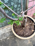 滨淇果树苗无花果苗当年结果波姬红南北方种植苗 3厘米粗1棵源头直发 实拍图