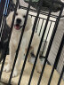 蔻丝【加粗全方管】狗笼子中大型犬一体带厕所分离金毛边牧拉布拉多笼 【三代110款带垫】15MM方管 实拍图