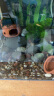 SOBO（松宝）火山石鱼缸造景底砂火山岩滤材适用小米鱼缸装饰铺底 5斤 晒单实拍图