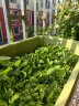 美乐棵 通用型营养土18L/袋园艺种植基质土花土肥料盆栽绿植种植土 实拍图