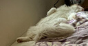 东方森草宠物狗狗沐浴露猫咪浴液除臭留香幼犬泰迪比熊金毛 山茶花400ml(推荐毛发脆弱犬猫) 实拍图
