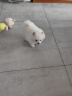 桓瑞宠物茶杯犬博美犬幼犬幼崽白色纯种宠物狗狗活体小型犬犬舍直销 宠物级 宠物级B款 公 实拍图