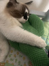 美滋元猫零食 宠物风干生骨肉零食猫咪磨牙训导饼干鱼肉条 成幼猫通用 三文鱼饼干 猫零食120g 实拍图