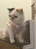 智宙猫咪衣服保暖秋冬季布偶猫背心绒衣宠物小型犬狗狗小猫幼猫防掉毛 高品质兔毛绒-粉色 L (6-9斤内) 实拍图