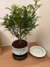 开时果 正宗清香胡椒木盆栽老桩树苗 室内桌面植物苗防驱蚊草小绿植盆景 【6年大苗】清香胡椒木+粉青617瓷盆+底托 实拍图