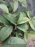 开时果 四季桂花树苗盆栽老桩浓香型花卉 室内植物客厅阳台好养绿植盆景 【家居点缀】精品桂花/40-50cm+宽条纹瓷盆 基地直发 实拍图