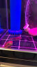 涟木清道夫缸的鱼工具鱼 专吃垃圾粪便清理藻类金苔鼠热带淡水观赏鱼 1黄夫+1黑夫9-10cm 晒单实拍图