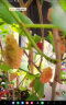 萌肉居桑葚苗无籽果树苗四季盆栽地栽大叶桑树苗南北方种植约2cm粗1颗 晒单实拍图