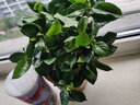 爱你一万年栀子花盆栽花卉植物室内绿植四季好养茉莉花源头直发驱蚊组合包邮 120#栀子花简易盆 实拍图
