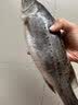 秋诗鲜湘海鲈鱼 海捕超大鲈鱼 烤鱼鲜活速冻整条鲈鱼生鲜鱼类海鲜水产 5条装（8两-1斤/条） 实拍图