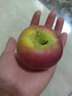 智田喜四川大凉山盐源丑苹果冰糖心脆甜红富士时令新鲜水果孕妇小孩可吃 丑苹果净重5斤/单果60-70mm 实拍图