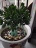 蝴蝶之舞 玉树盆栽老桩盆景大型多肉植物室内阳台办公桌红边大叶多肉植物 玉树6年苗（杆子2.8cm粗35cm高） 不含盆 实拍图