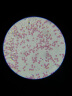 宝视德（bresser）59-84602 显微镜配件 显微镜生物标本玻片 儿童学生科普教学 微生物动植物昆虫切片50片装 实拍图