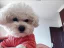 阿莫尔小狗狗衣服秋冬款泰迪比熊博美小型犬幼犬猫咪衣服宠物针织毛衣 粉色 S 具体参考背长胸围 实拍图