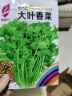 【随种随吃】（京东物流）调料菜种子四季易种耐热阳台盆栽通种 大叶香菜种子1包约1000粒 一包约1000粒 实拍图