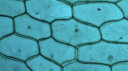 萨伽（SAGA）专业生物显微镜高清实验科研螨虫细胞精子水产猪精养殖细菌SG70 13：双目TV版+WIFI电子目镜 晒单实拍图