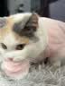 神经猫（shenjingmao）猫咪衣服冬季保暖过年防掉毛布偶蓝猫冬天宠物小猫猫幼猫秋季冬装 粉色【面料质感好】 S(建议体重3-5斤) 实拍图