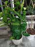 开时果 四季桂花树苗盆栽老桩浓香型花卉 室内植物客厅阳台好养绿植盆景 【家居点缀】精品桂花/40-50cm+砖红加仑盆 基地直发 实拍图