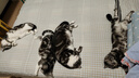 猫乐适肠道处方粮 TS5 科学营养系列呵护猫咪肠胃 猫肠道敏感猫粮肠胃 TS5肠道全价处方粮 4.5kg 实拍图