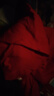 南极人（Nanjiren）男士秋衣秋裤男舒肤柔棉毛衫青年纯棉3A抑菌防螨圆领保暖内衣套装 女士-大红【上衣+裤子】 2XL 实拍图
