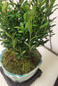 开时果 小叶赤楠盆景摆件 办公室桌面绿植花卉好养盆栽植物源头直发包邮 青狮陶瓷盆+苔藓+底座 实拍图
