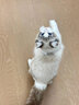 涴喵 布偶猫活体幼猫宠物猫咪活体海双蓝双山猫布偶蓝眼睛长毛仙女猫 宠物级 山双布偶猫 实拍图
