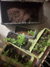 史丹利（STANLEY）营养土40L大包装营养土养花专用通用型花土种菜种花土壤 晒单实拍图