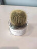 绿荫巷子多肉植物仙人掌盆栽肉肉室内桌面创意绿植小盆栽带盆 【大金冠】浅玻璃杯+杯口猫 实拍图
