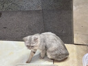 DO DO PET猫包宠物外出便携包夏天透气包猫咪手提包泰迪博美小狗太空舱拎包 灰色透气款（带肩带） L码-建议12斤内猫咪，10斤内狗狗 实拍图
