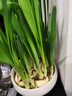 易囍艺 水仙花种球盆栽水养植物易活室内四季好养客厅办公室花卉绿植水 漳州水仙种球4个（大号球）+白色陶瓷盆+营养液 实拍图