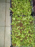 原起点50cm加大阳台种菜箱长方形塑料花盆户外蔬菜种植神器室外花箱花槽 单层双排8联箱(200*80*21） 实拍图